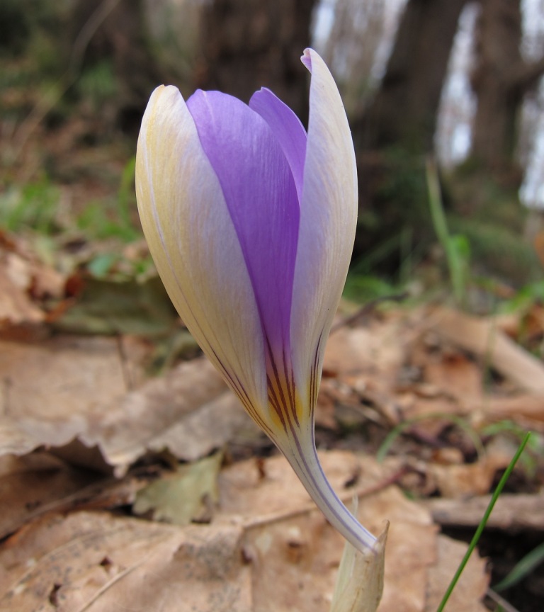 Crocus imperati Ten. / Zafferano d'' Imperato